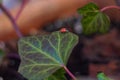 Single ladybug walking on green leaf Royalty Free Stock Photo