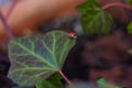 Single ladybug walking on green leaf Royalty Free Stock Photo