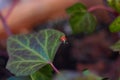 Single ladybug walking on green leaf Royalty Free Stock Photo