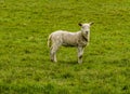 A single lamb alert in a field near Market Harborough UK