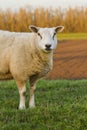 A single lamb chewing on grass