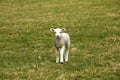 Single lamb