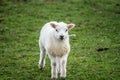 Single lamb facing camera in the rain