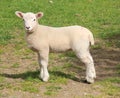 Single Lamb, Yorkshire Dales National Park Royalty Free Stock Photo