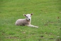 Single Lamb Laying Down