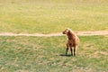 Single lamb on looking on spring grass