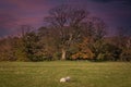 A Single lamb, Mature Knarly Trees in Inverkip at Sunset