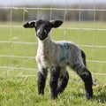 A single lamb standing in a grass field in spring