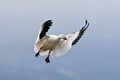 Single Landing Snow Goose Royalty Free Stock Photo