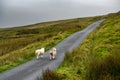 Single Lane Road With Sheep Through Snowdonia National Park In North Wales, United Kingdom Royalty Free Stock Photo