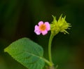 Single Lantana flower