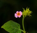 Single Lantana flower