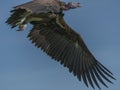 Single Lappet-Faced Vulture, Torgos tracheliotus , in flight Royalty Free Stock Photo