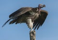 Single Lappet-Faced Vulture, Torgos tracheliotus Royalty Free Stock Photo
