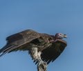 Single Lappet-Faced Vulture, Torgos tracheliotus , Royalty Free Stock Photo