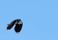 A single Lapwing in flight with a blue skyk background Royalty Free Stock Photo
