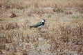 Single lapwing is perched atop a barren golden grassy field, standing out against the dry landscape