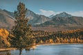 Single larch tree at the lake. Green and yellow larch forest in the background Royalty Free Stock Photo