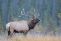 Bull elk calling Royalty Free Stock Photo