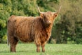 Highland cow standing  in field staring at the camera Royalty Free Stock Photo