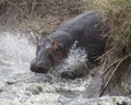 Single large hippo crashing into the river from land