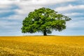 Single Large Oak Tree in Field - Oxfordshire United Kingdom Royalty Free Stock Photo