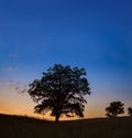 A single large oak tree at sunset or sunrise