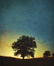 A single large oak tree at sunset or sunrise