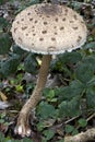 A single large parasol mushroomgrowing in woodland
