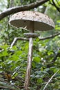 A single large parasol mushroomgrowing in woodland