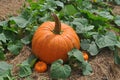 Single large Pumpkin with 2 small pumpkins in a lush green leaves Royalty Free Stock Photo