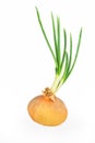 Single, large, sprouted onion bulb.