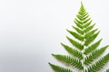 Single large textured fern leaf on white background Royalty Free Stock Photo