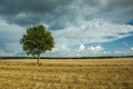 Single large tree in the field and dark rainy clouds Royalty Free Stock Photo