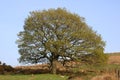 Single large tree, hillside. new leaves in spring Royalty Free Stock Photo