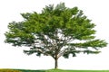 Isolated tree on white background