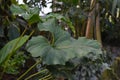 Single large wavy leaf with ruffled edges of an exotic `Anthurium Brownii` plant