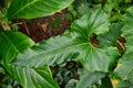 Single large wavy leaf with ruffled edges of exotic `Anthurium Brownii` plant