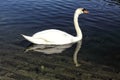 Single large white swan on the water Royalty Free Stock Photo