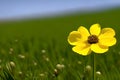 Single large yellow buttercup in a meadow. Generative-AI
