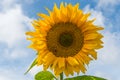 Sunflower against blue sky with small bee Royalty Free Stock Photo