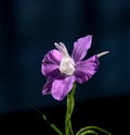 Single Larkspur flower