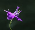 Single Larkspur flower