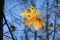 Single last yellow maple leaf hangs on the branch in the forest in autumn day closeup Royalty Free Stock Photo