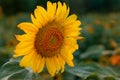 Single late yellow flowering sunflower. Yellow pollen on the leaves of the plant. Close up sunflower blooming in