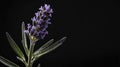 single lavenderherb in a black ai generated Royalty Free Stock Photo