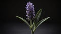 single lavenderherb in a black ai generated Royalty Free Stock Photo