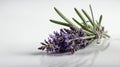 single lavenderherb in a white ai generated Royalty Free Stock Photo