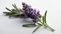 single lavenderherb in a white ai generated Royalty Free Stock Photo