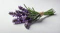 single lavenderherb in a white ai generated Royalty Free Stock Photo
